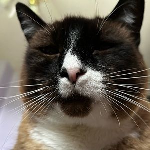 Meet your Posher, Abi